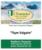 Infusion : thym vulgaire